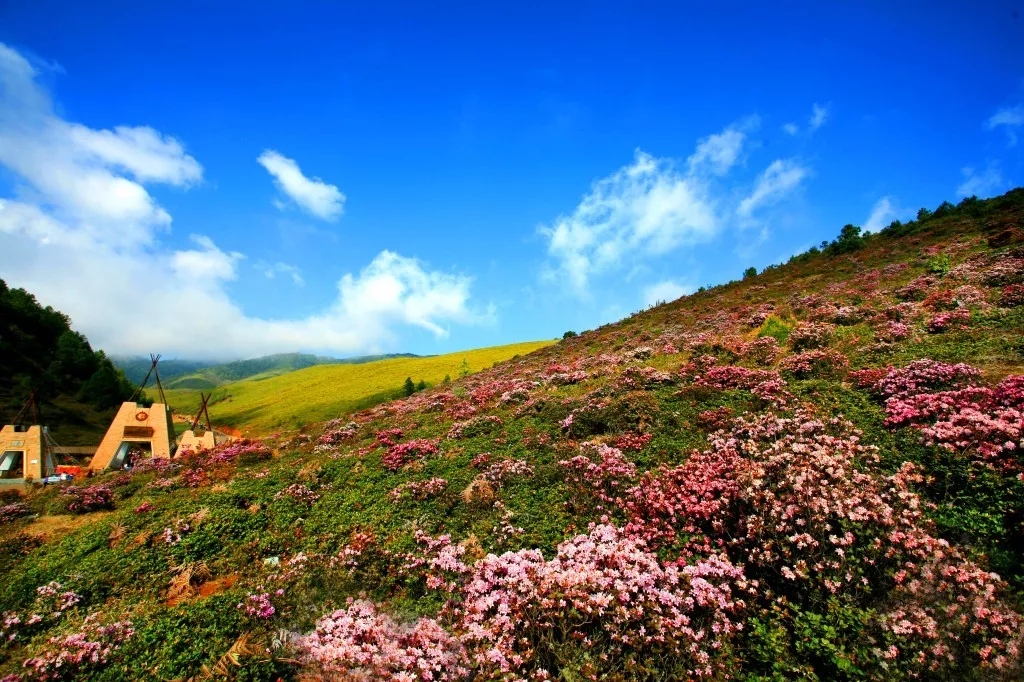 邀你“云赏花”丨格萨拉万亩索玛花齐绽放 满屏都是夏天的味道！
