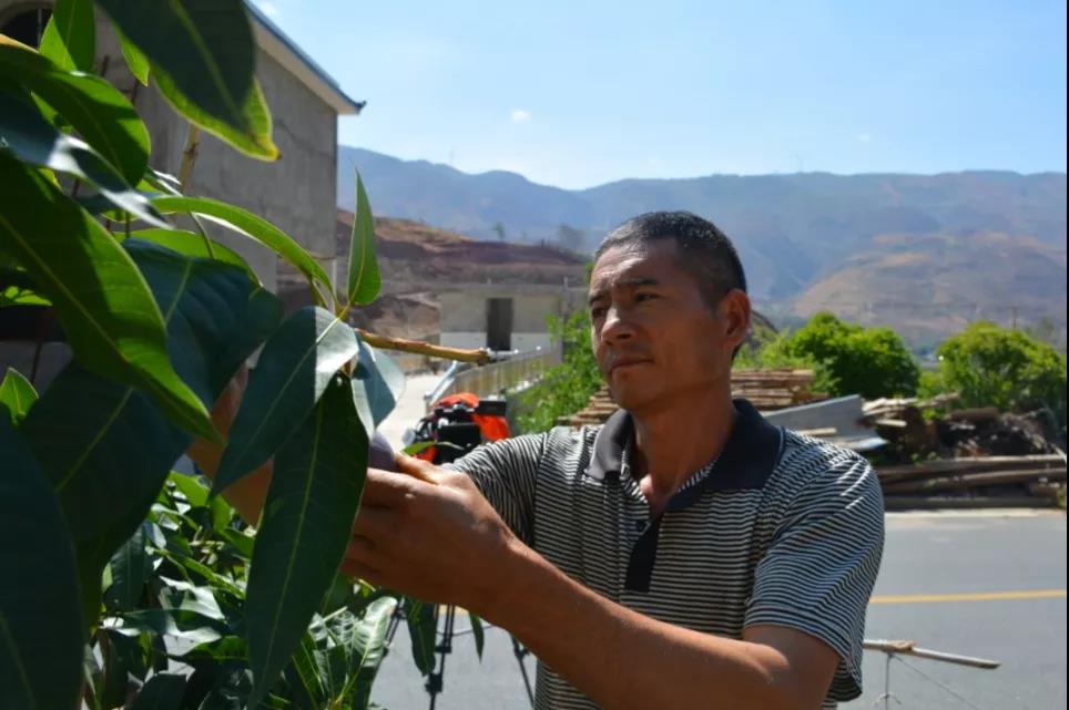 大龙潭乡拉鲊村贵妃芒迎来2021仁和芒果首秀